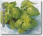 Ocimum sanctum L. Extract 