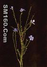  Linum usitatissimum L. Extract