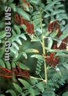 Glycyrrhiza glabra L. Extract