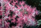 B0015  7, 8-Epoxyzahavin A