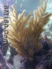 B0029  Stecholide A