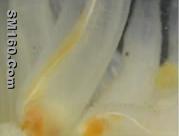 D0035  Ecteinascidin 729