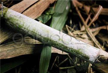 Lesstanol&reg; Policosanol 60 - Raw Material
