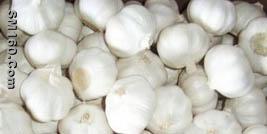Sell fresh pure white garlic 