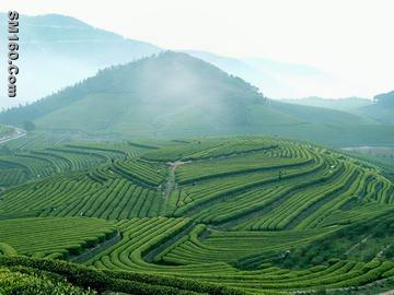 organic green tea 