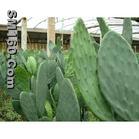 cactus extract