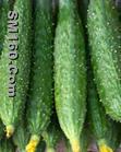 Cucumber Extract