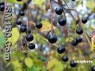 Prunus asiatica extract