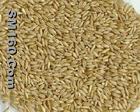 Oat P.E.