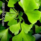  Ginkgo Leaf extract