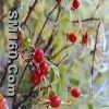 Rose Hip P.E.