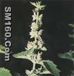 Patchouli Oil