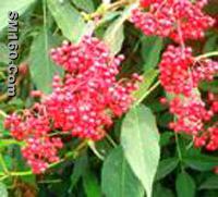 Elderberry Extract