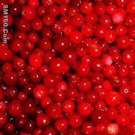 Lingonberry Extract