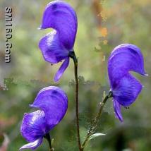 aconitum ambiguum