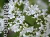 Valerian Extract
