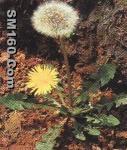 dandelion extract