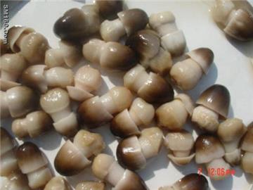 Canned Straw Mushrooms