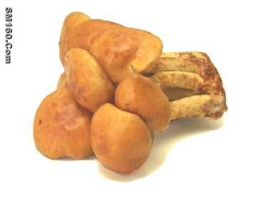 Canned Nameko