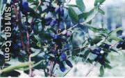 Sweetberry Anthocyanin 