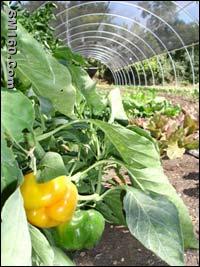 Azospirillum, Organic Fertilizer
