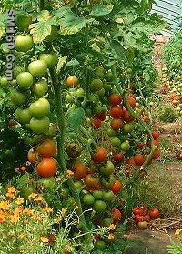 Phosphate Solubilizing Bio-Fertilizer, Bacillus Coagulans Bacteria
