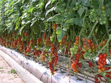 Plant Growth Promoters, Bio Growth Promoters, Fertilizer Plant Growth