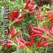 Capsaicin