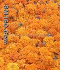 Lutein