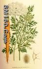 Beta-Carotene