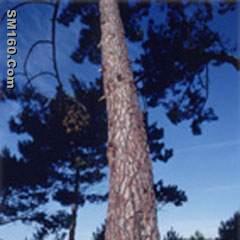 Larix Gmelini P.E.