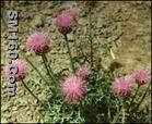 Rhaponticum Uniflorum P.E.