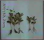 Schisandra Extract