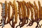 Cordyceps Sinensis P.E.