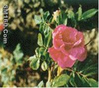 rose flower extract