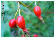 iqf wild rose hip