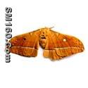 male silk moth extract