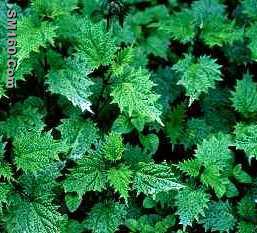   3,4-divanillyltetrahydrofuran (Nettle Root Extract)