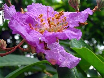  Banaba Leaf Extract