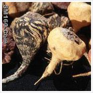  Maca Extract