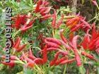   capsaicin, capsaicine