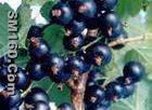  black currant powder