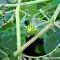 Tribulus Terrestris Extract 