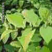  Resveratrol  