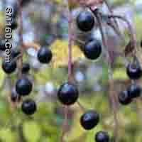 Prunus padus Extract