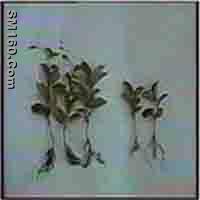 Schisandra Extract