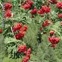  Sorbus Pohuashanensis P.E.