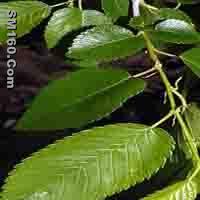 Elm Bark Extract