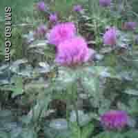  Trifolium Pratense P.E.