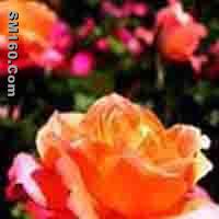 Rose Flower Extract